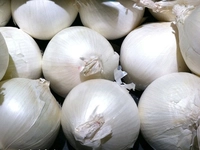 Beyaz Soğan Türleri ve Özellikleri Beyaz Soğan Türleri ve Özellikleri