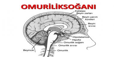 Omurilik Soğanı